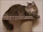 ������� (����)