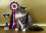 ������� ������� �������� (����)