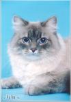 ������� ������� ������ (����)