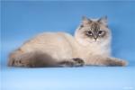 �������� ������� ������ (����)