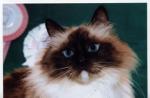 ����� ���������� ����� (����)