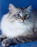 Ussuriyskiy Tigr Sineglazhiy Angel (����)