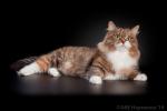 Blue Topaz UDACHA (����)