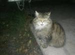 �������� (����)