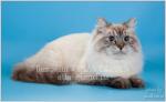 ���� ������ ���� of Atlas Grand (����)