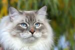 ������ ������� ��� (����)