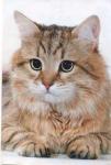 Wonder - Gold Itamkash De Germinal (����)