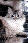 ��������� �������� ������ (����)