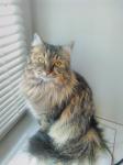 ������-���� ������ (����)