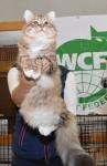 ������� ���� (����)