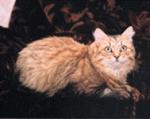 Darsy Golden Allegransa (����)