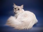 �������� ������� ������ (����)
