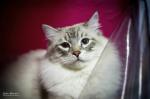 ������ ������� ��� (����)