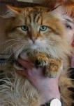 Napoleon Wonder - Gold Allegransa (����)