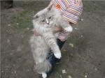 ������� ���� ���������� ����� (����)