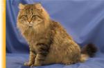 ������ ����� ������ (����)