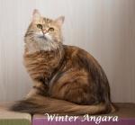 Winter Angara *RU ()