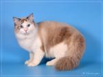 ��������� ������ ���� (����)