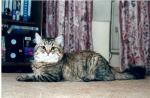 ������ ����� ������ (����)