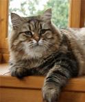 ���-�� ����� ������ (����)