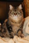 ������-���� ���� (����)