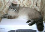 ���� (����)