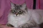 ��������� ������� ����� (����)