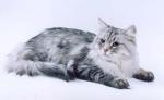 �������� ����� ������ (����)