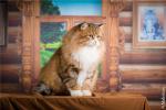 ������ ��� �������� (����)