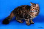 ������� ����� ����� (����)