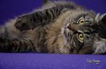 ������� �� ������� ���� (����)