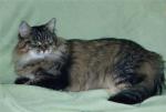 Eur.Ch.WCF,CH CFF Rossity Rossita (����)
