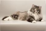������ �� �������� (����)