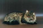 Rossity Gutineya (����)