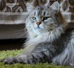 Iriska Sibirskoe Knjazhestvo (����)
