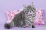 Nyusha (����)