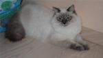 Lavanda Delorensibbell (����)