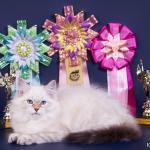 ������ ����� ���� (����)