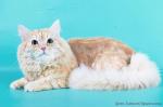 ������ ������ (����)