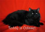 Teddy IZ Odissei (����)