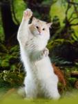 ������� ������ ������ (����)