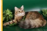 ����� ����� ������ (����)