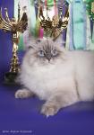 Angel Nevskiy Modern (����)