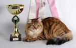 ������� ������� (����)