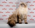 Amina Chary Nevy (����)