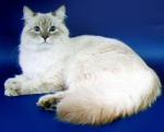 ������ ������� (����)