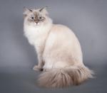 ���� ������� ������� (����)