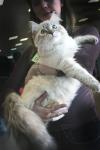 Vita Nevskoe Tsarstvo (����)