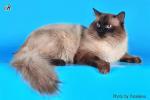 ������ ��� ������ (����)