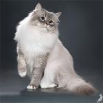 ������� ������� ������ (����)